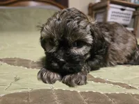 Curry , a male Shihpoo for sale in Carlyle, IL – Photo 3 of 9