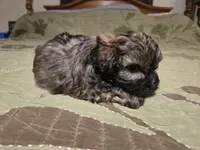 Curry , a male Shihpoo for sale in Carlyle, IL – Photo 4 of 9