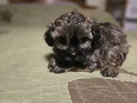 Curry , a male Shihpoo for sale in Carlyle, IL – Photo 6 of 9