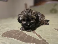Curry , a male Shihpoo for sale in Carlyle, IL – Photo 5 of 9