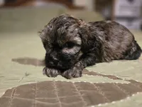 Curry , a male Shihpoo for sale in Carlyle, IL – Photo 8 of 9