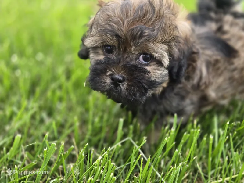 Curry  – Shihpoo puppy for sale in Carlyle, IL