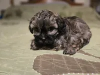 Curry , a male Shihpoo for sale in Carlyle, IL – Photo 9 of 9
