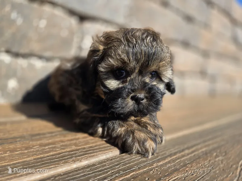 Curry  – Shihpoo puppy for sale in Carlyle, IL