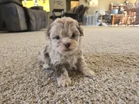 JR , a male Shihpoo for sale in Carlyle, IL – Photo 1 of 9