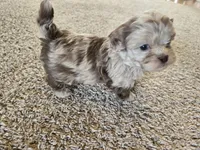 JR , a male Shihpoo for sale in Carlyle, IL – Photo 6 of 9