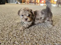 JR , a male Shihpoo for sale in Carlyle, IL – Photo 2 of 9