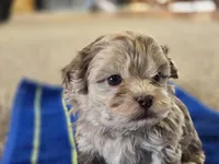 JR , a male Shihpoo for sale in Carlyle, IL – Photo 9 of 9