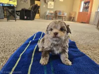 JR , a male Shihpoo for sale in Carlyle, IL – Photo 3 of 9