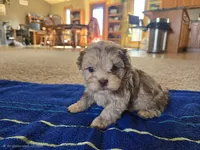 JR , a male Shihpoo for sale in Carlyle, IL – Photo 4 of 9