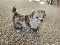 JR , a male Shihpoo for sale in Carlyle, IL – Photo 7 of 9