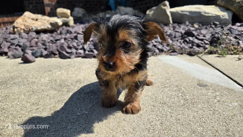 Stan – Yorkshire Terrier puppy for sale in Carlyle, IL