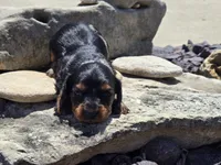 Charley , a male Miniature Dachshund for sale in Carlyle, IL – 1 of 7