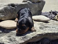 Charley , a male Miniature Dachshund for sale in Carlyle, IL – 2 of 7
