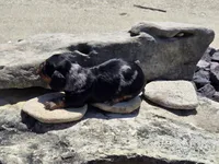 Charley , a male Miniature Dachshund for sale in Carlyle, IL – 5 of 7