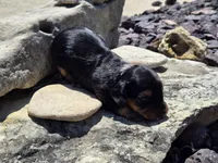 Charley , a male Miniature Dachshund for sale in Carlyle, IL – 4 of 7