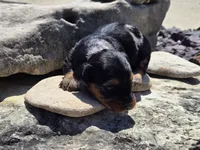 Charley , a male Miniature Dachshund for sale in Carlyle, IL – 3 of 7