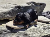 Charley , a male Miniature Dachshund for sale in Carlyle, IL – 7 of 7