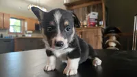 Spur, a male Cardigan Welsh Corgi and Pembroke Welsh Corgi for sale in Carlyle, IL – 4 of 6