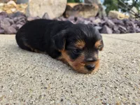 Stan, a male Yorkshire Terrier for sale in Carlyle, IL – 2 of 9