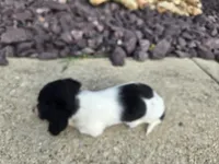 Eva, a female Miniature Dachshund for sale in Carlyle, IL – 7 of 8