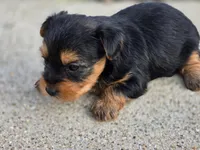 Bridget , a female Yorkshire Terrier for sale in Carlyle, IL – 9 of 9