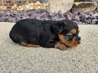 Bridget , a female Yorkshire Terrier for sale in Carlyle, IL – 6 of 9