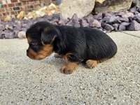 Stan, a male Yorkshire Terrier for sale in Carlyle, IL – 7 of 9