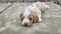 Wilbur, a male Cavapoo for sale in Carlyle, IL – 3 of 6