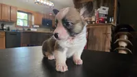 Popper, a female Cardigan Welsh Corgi and Pembroke Welsh Corgi for sale in Carlyle, IL – 4 of 5