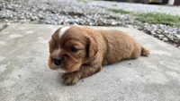 Bruce, a male Cavalier King Charles Spaniel for sale in Carlyle, IL – 4 of 7