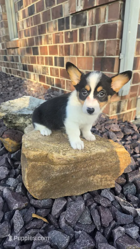 Dally – Cardigan Welsh Corgi, Pembroke Welsh Corgi puppy for sale in Carlyle, IL