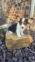 Dally, a female Cardigan Welsh Corgi and Pembroke Welsh Corgi for sale in Carlyle, IL – 1 of 7