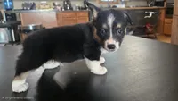 Spur, a male Cardigan Welsh Corgi and Pembroke Welsh Corgi for sale in Carlyle, IL – 1 of 6
