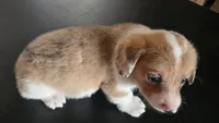 Haze, a male Cardigan Welsh Corgi and Pembroke Welsh Corgi for sale in Carlyle, IL – 2 of 7