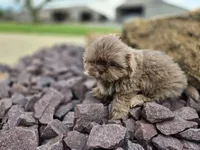 Sam, a male Shih Tzu for sale in Carlyle, IL – 9 of 9