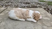 Wilbur, a male Cavapoo for sale in Carlyle, IL – 6 of 6