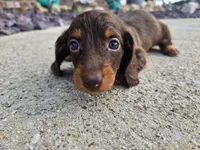 Kevin, a male Miniature Dachshund for sale in Carlyle, IL – 2 of 7