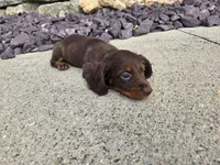 Nikki, a female Miniature Dachshund for sale in Carlyle, IL – 5 of 9