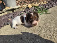 Chelsea, a female Miniature Dachshund for sale in Carlyle, IL – 3 of 10