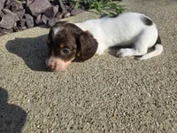 Chelsea, a female Miniature Dachshund for sale in Carlyle, IL – 7 of 10