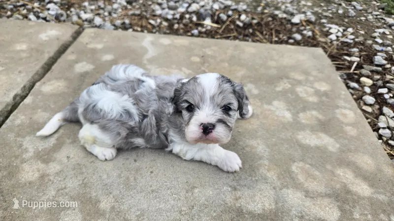Walter  – Cavapoo puppy for sale in Carlyle, IL