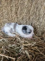 Dale, a male Cavapoo for sale in Carlyle, IL – 3 of 4