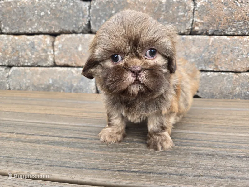 Kayla – Shih Tzu puppy for sale in Carlyle, IL