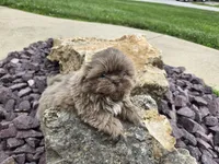Sam, a male Shih Tzu for sale in Carlyle, IL – 3 of 9