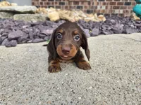 Nikki, a female Miniature Dachshund for sale in Carlyle, IL – 1 of 9