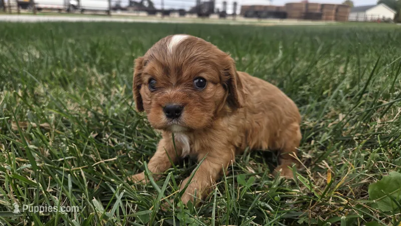Bruce – Cavalier King Charles Spaniel puppy for sale in Carlyle, IL