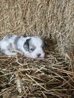 Dale, a male Cavapoo for sale in Carlyle, IL – 2 of 4