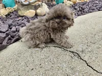 Sam, a male Shih Tzu for sale in Carlyle, IL – 5 of 9