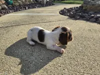 Chelsea, a female Miniature Dachshund for sale in Carlyle, IL – 10 of 10